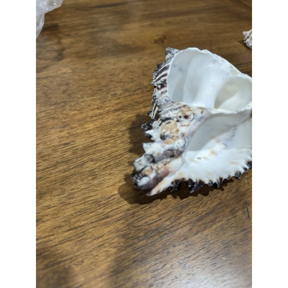 Hexaplex Shell Shellfish Murex Seashell Sea Collectibles Decor Beach Ocean Large